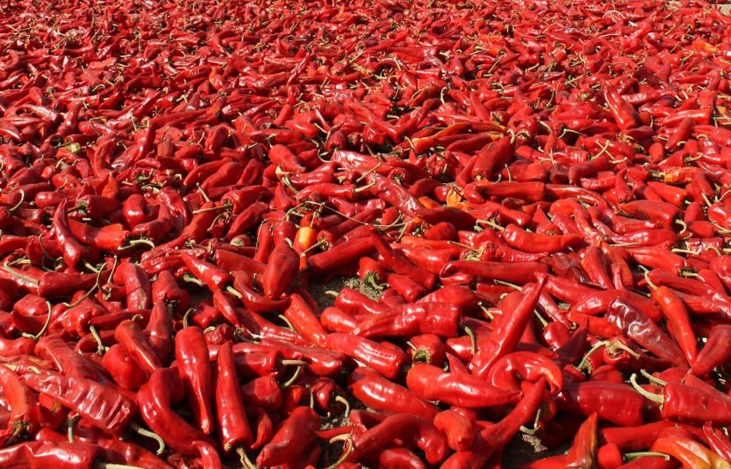 El Tesoro Rojo: Los Beneficios Saludables del Ají Cacho de Cabra